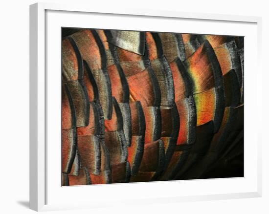 Wild Turkey Feather Close-up, Las Colmenas Ranch, Hidalgo County, Texas, USA-Arthur Morris-Framed Photographic Print