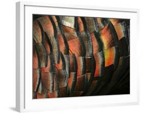 Wild Turkey Feather Close-up, Las Colmenas Ranch, Hidalgo County, Texas, USA-Arthur Morris-Framed Photographic Print