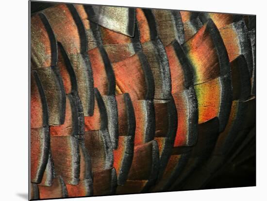 Wild Turkey Feather Close-up, Las Colmenas Ranch, Hidalgo County, Texas, USA-Arthur Morris-Mounted Photographic Print