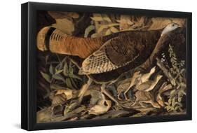 Wild Turkey Female-null-Framed Poster