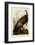 Wild Turkey I-John James Audubon-Framed Art Print