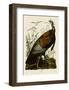 Wild Turkey I-John James Audubon-Framed Art Print