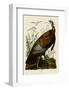 Wild Turkey I-John James Audubon-Framed Art Print