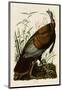Wild Turkey I-John James Audubon-Mounted Giclee Print