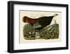 Wild Turkey II-John James Audubon-Framed Art Print