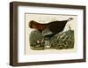 Wild Turkey II-John James Audubon-Framed Art Print