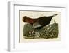 Wild Turkey II-John James Audubon-Framed Art Print