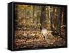 Wild Turkey in the Woods-Jai Johnson-Framed Stretched Canvas