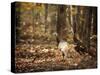 Wild Turkey in the Woods-Jai Johnson-Stretched Canvas