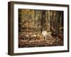 Wild Turkey in the Woods-Jai Johnson-Framed Giclee Print