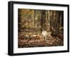 Wild Turkey in the Woods-Jai Johnson-Framed Giclee Print