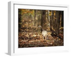 Wild Turkey in the Woods-Jai Johnson-Framed Giclee Print