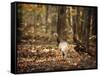 Wild Turkey in the Woods-Jai Johnson-Framed Stretched Canvas