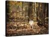 Wild Turkey in the Woods-Jai Johnson-Stretched Canvas