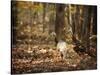 Wild Turkey in the Woods-Jai Johnson-Stretched Canvas