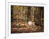 Wild Turkey in the Woods-Jai Johnson-Framed Giclee Print