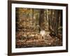 Wild Turkey in the Woods-Jai Johnson-Framed Giclee Print