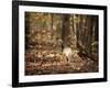 Wild Turkey in the Woods-Jai Johnson-Framed Giclee Print