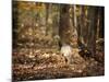 Wild Turkey in the Woods-Jai Johnson-Mounted Giclee Print
