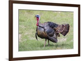 Wild Turkey male feeding and drinking by pond-Larry Ditto-Framed Photographic Print