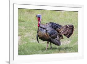 Wild Turkey male feeding and drinking by pond-Larry Ditto-Framed Photographic Print