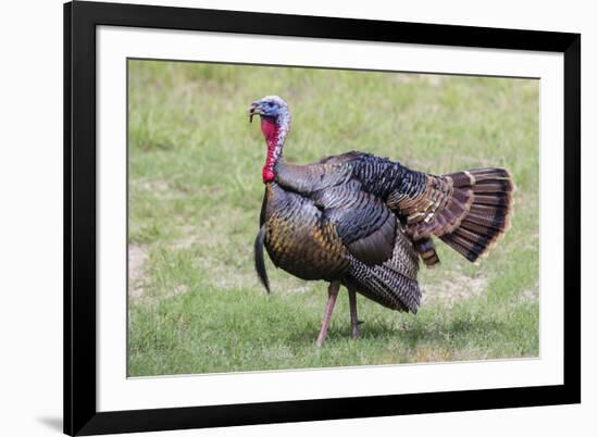 Wild Turkey male feeding and drinking by pond-Larry Ditto-Framed Photographic Print