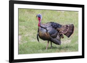 Wild Turkey male feeding and drinking by pond-Larry Ditto-Framed Photographic Print