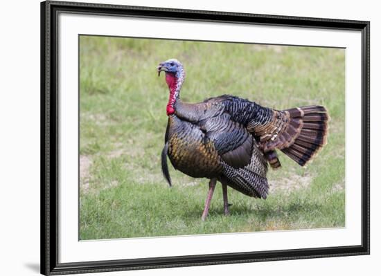 Wild Turkey male feeding and drinking by pond-Larry Ditto-Framed Photographic Print