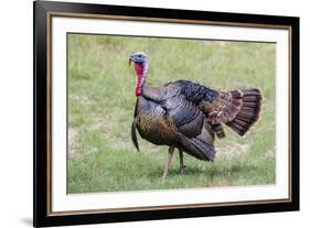 Wild Turkey male feeding and drinking by pond-Larry Ditto-Framed Photographic Print