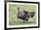 Wild Turkey male feeding and drinking by pond-Larry Ditto-Framed Photographic Print