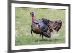 Wild Turkey male feeding and drinking by pond-Larry Ditto-Framed Photographic Print