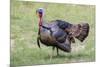 Wild Turkey male feeding and drinking by pond-Larry Ditto-Mounted Photographic Print