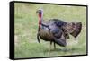 Wild Turkey male feeding and drinking by pond-Larry Ditto-Framed Stretched Canvas