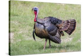 Wild Turkey male feeding and drinking by pond-Larry Ditto-Stretched Canvas