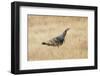 Wild Turkey Male in Grassland Habitat-Larry Ditto-Framed Photographic Print