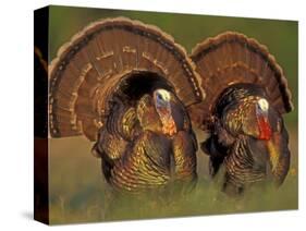 Wild Turkey Males Displaying, Texas, USA-Rolf Nussbaumer-Stretched Canvas