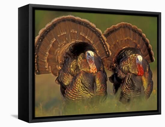 Wild Turkey Males Displaying, Texas, USA-Rolf Nussbaumer-Framed Stretched Canvas