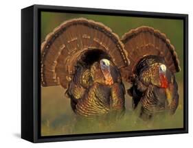 Wild Turkey Males Displaying, Texas, USA-Rolf Nussbaumer-Framed Stretched Canvas