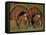 Wild Turkey Males Displaying, Texas, USA-Rolf Nussbaumer-Framed Stretched Canvas