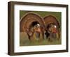 Wild Turkey Males Displaying, Texas, USA-Rolf Nussbaumer-Framed Premium Photographic Print