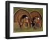 Wild Turkey Males Displaying, Texas, USA-Rolf Nussbaumer-Framed Premium Photographic Print