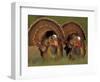 Wild Turkey Males Displaying, Texas, USA-Rolf Nussbaumer-Framed Premium Photographic Print