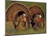 Wild Turkey Males Displaying, Texas, USA-Rolf Nussbaumer-Mounted Premium Photographic Print