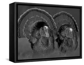 Wild Turkey Males Displaying, Texas, USA-Rolf Nussbaumer-Framed Stretched Canvas
