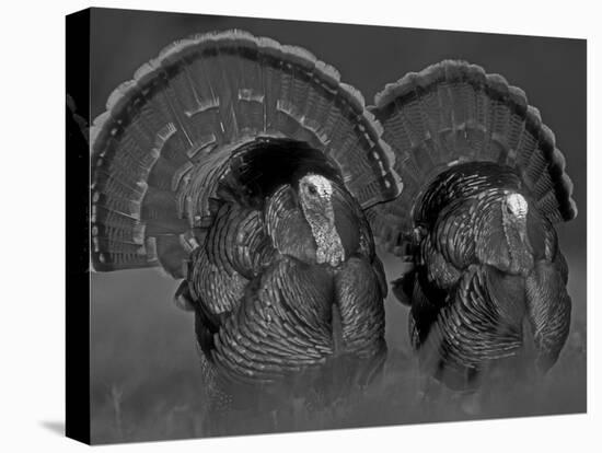 Wild Turkey Males Displaying, Texas, USA-Rolf Nussbaumer-Stretched Canvas