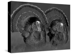 Wild Turkey Males Displaying, Texas, USA-Rolf Nussbaumer-Stretched Canvas