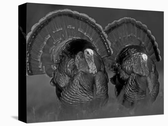 Wild Turkey Males Displaying, Texas, USA-Rolf Nussbaumer-Stretched Canvas