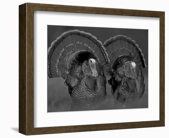 Wild Turkey Males Displaying, Texas, USA-Rolf Nussbaumer-Framed Premium Photographic Print