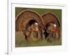 Wild Turkey Males Displaying, Texas, USA-Rolf Nussbaumer-Framed Photographic Print