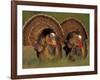 Wild Turkey Males Displaying, Texas, USA-Rolf Nussbaumer-Framed Photographic Print